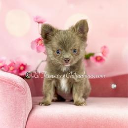 Adidas - Silver male Chihuahua puppy in Anderson, South Carolina from Lil Treasures Chihuahuas