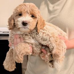 Sawyer Brooks - Cream male Goldendoodle puppy in Valdosta, Georgia from Designer Doodles of South GA