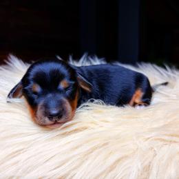 Kolt - Black and tan male Dachshund puppy in Washburn, Tennessee from Clinch Mountain Dachshunds