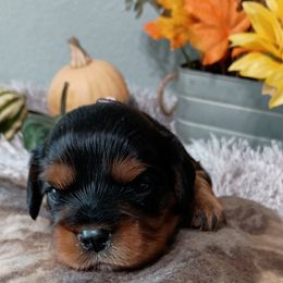 Heidi - Black and tan female Cavalier King Charles Spaniel puppy in Paterson, Washington from Royal Garden Cavaliers