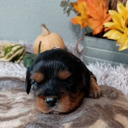 Heidi - Black and tan female Cavalier King Charles Spaniel puppy in Paterson, Washington from Royal Garden Cavaliers