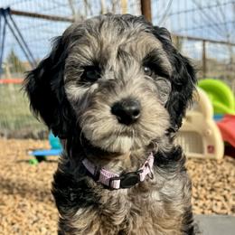 Darlene - Merle female Goldendoodle puppy in Madras, Oregon from High Desert Family Doodles