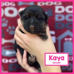 German Shepherd Puppies from Timpanogos Shepherds