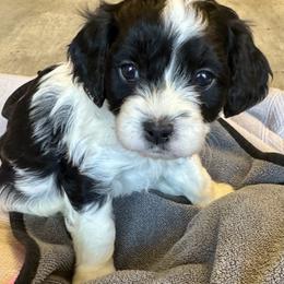 Beau - Black and white male Cavapoo puppy in Buda, Texas from Haus of Doodles