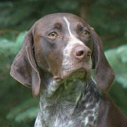German Shorthaired Pointer Puppies from Keystone Gun Dogs/vom Schlussstein Shorthairs