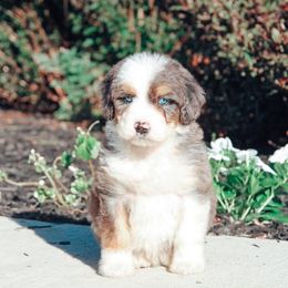 Tokyo - Blue merle Aussiedoodle puppy in Ohio from Tranquil Doodles