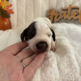 Grace O'Malley - White and liver brown female Dalmatian puppy in Chehalis, Washington from Dalmatian Vacation