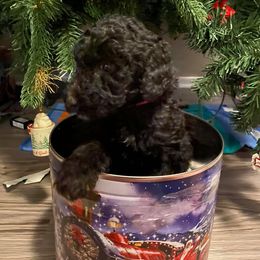 Poodle Puppies from Pineapple Farms Kennel