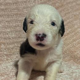 Yellow - Gray and white male Old English Sheepdog puppy in Iowa from Midwest Puppy Paws