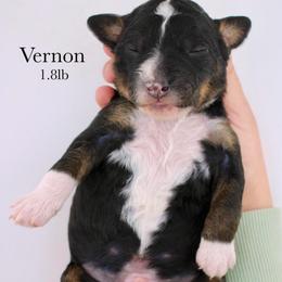 Vernon - Tri-color male Bernedoodle puppy in Comanche, Texas from Central Texas Doodles, LLC.