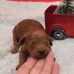 Blizzard - Red  male Poodle puppy in Kannapolis, North Carolina from Carolina Great Danes & Toy Poodles