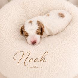 Noah - Blenheim male Cavapoo puppy in Ephrata, Washington from Mustard Seed Cava Co.