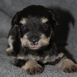 Teeny - Black and silver female Miniature Schnauzer puppy in Richardton, North Dakota from Crooked Tree Ranch