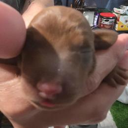 Sausage - Chocolate and tan male Dachshund puppy in San Antonio, Texas from Little Paws Doxies