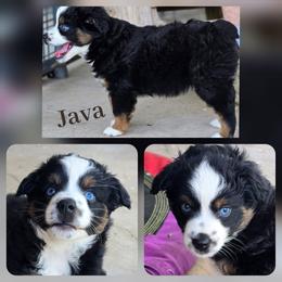 Java - Black tri female Miniature Australian Shepherd puppy in Paris, Texas from Blue Envy Mini Aussies