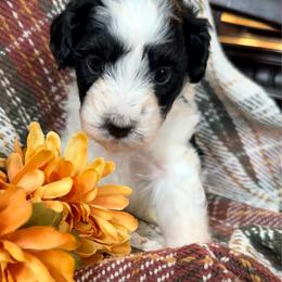 Midge (dark blue collar-2,600) - Black and white female Bernedoodle puppy in Grandview, Texas from Big Sky Bernedoodles
