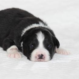 May - Black tri-color female Australian Shepherd puppy in Circleville, Utah from Canyon Creek Aussies