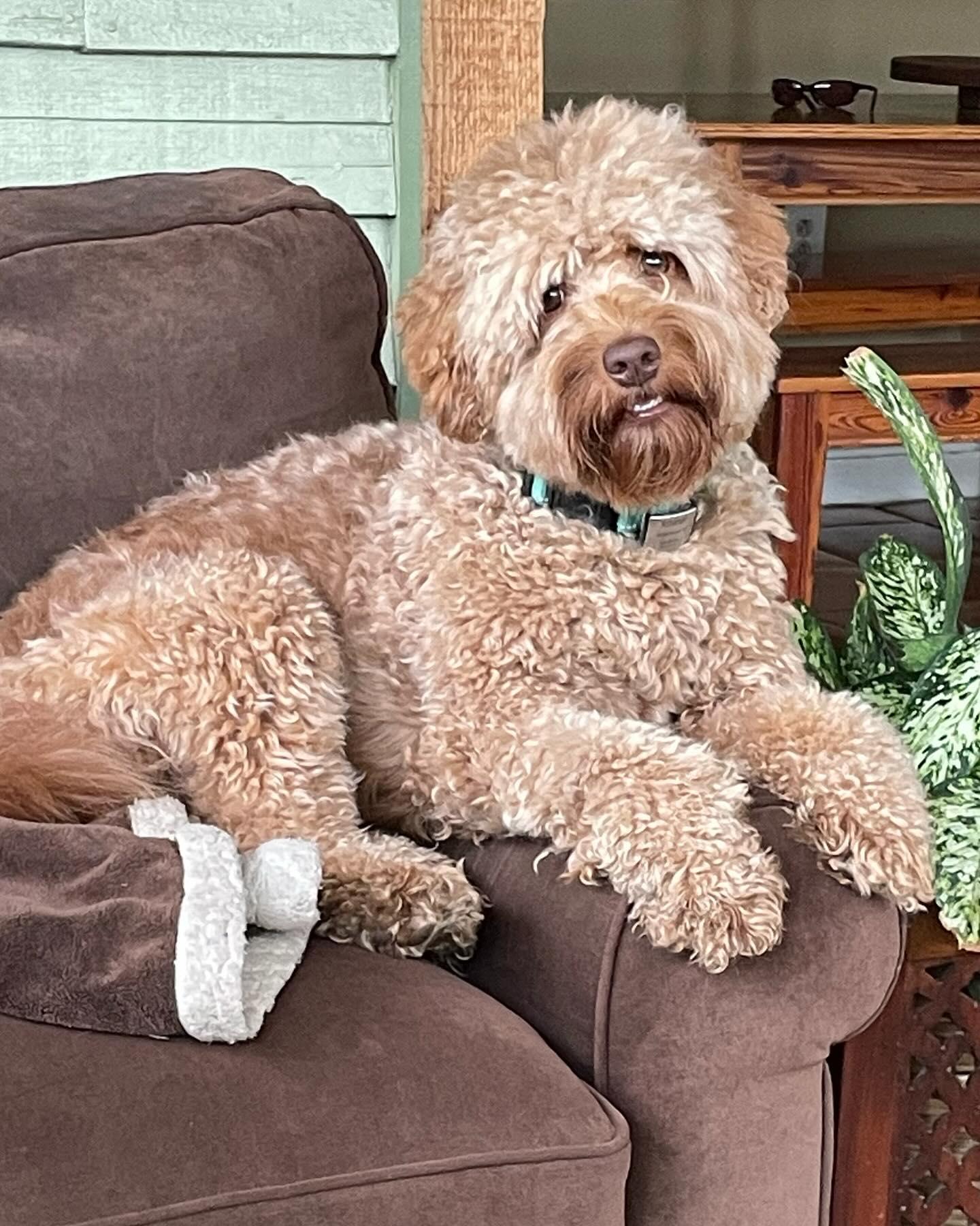 New Era Labradoodles in Australian Labradoodle puppies Good Dog