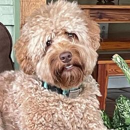 Australian Labradoodles from New Era Labradoodles