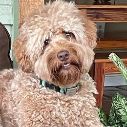 Australian Labradoodles from New Era Labradoodles