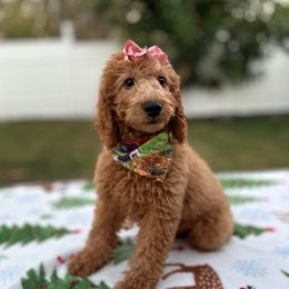 Jolie - Red  female Goldendoodle puppy in Apopka, Florida from Rae Precious Puppies