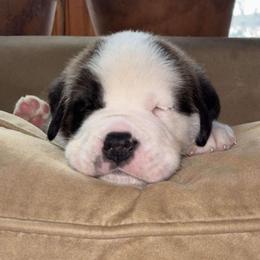 Orange Collar - Brown and white male Saint Bernard puppy in New York from Johnson Farms