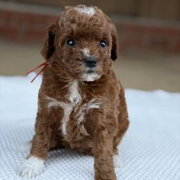 Orange - Red  female Poodle puppy in West Hamlin, West Virginia from My Vision Poodles