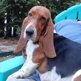 Mae Mae - Basset Hound
