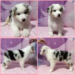Blue Merle female 1 - Blue merle female Australian Shepherd puppy in Castle Rock, Washington from Zoolo Kennels “HOF”