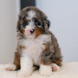 Ena - Blue merle female Bernedoodle puppy in Dundee, Ohio from Down Home Doodle