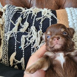 Goldie - Chocolate and white female Chihuahua puppy in Tyner, North Carolina from Hawk's Eye Homestead