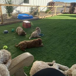 Goldendoodle Puppies from Heavenly Hilltop Farm