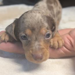 Apollo - Dapple male Dachshund puppy in Waddell, Arizona from The Bearded Companions