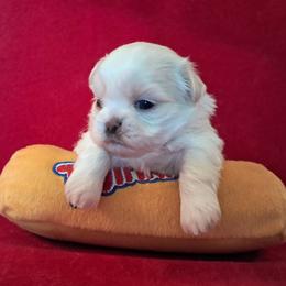 Deacon - White male Shih Tzu puppy in Silver Springs, Nevada from Meadowlyn's Dream Shih Tzu