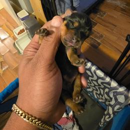 Tiger - Black and tan male Silky Terrier puppy in City Of Orange, New Jersey from Fur-Ever Friends