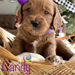 Goldendoodle Puppies from Doodle Love ❤️