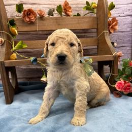 Hickory - Cream male Goldendoodle puppy in Lisbon, Ohio from Willow Lane Doodles
