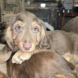 Orange boy - Chocolate and tan male Dachshund puppy in Jackson's Gap, Alabama from Lake Martin Doxies