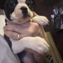 The Riddlers son - Black and white male Boston Terrier puppy in Covington, Georgia from Tuxedo Bostons of Atlanta
