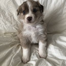 Australian Shepherd Puppies from Cedar Creek Aussies