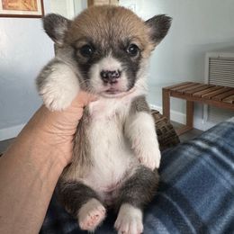 Algiz Gebo Hazel (Girl 5) - Red female Pembroke Welsh Corgi puppy in Hallandalle, Florida from Algiz Gebo