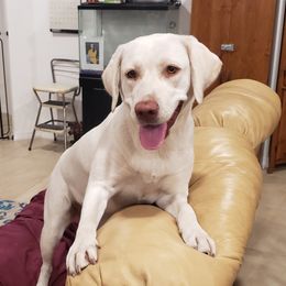 Daisy - Labrador Retriever