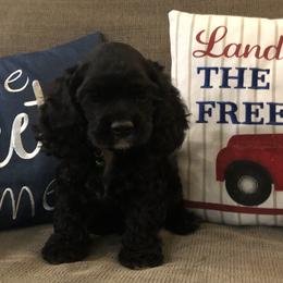 Cocker Spaniel Puppies from Anastasia Knight's Cocker Spaniels