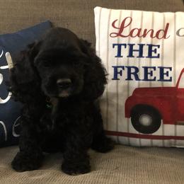Cocker Spaniel Puppies from Anastasia Knight's Cocker Spaniels