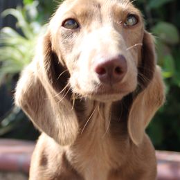 Dachshunds from Thehood_weenies