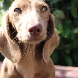 Dachshunds from Thehood_weenies
