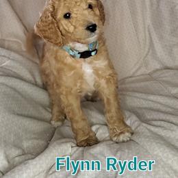 Aussiedoodle Puppies from Color Country Doodles