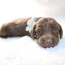 Yule - Chocolate male Dachshund puppy in Sonora, Kentucky from Maple Hill Miniature Dachshunds