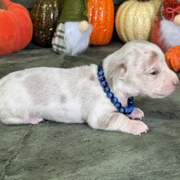 Wrigley - Dapple male Dachshund puppy in Lincoln, Arkansas from Red Dirt Dachshunds