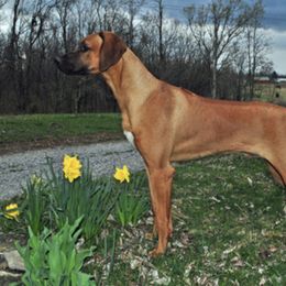 Rhodesian Ridgeback All Grown Up from Adili Ridgebacks